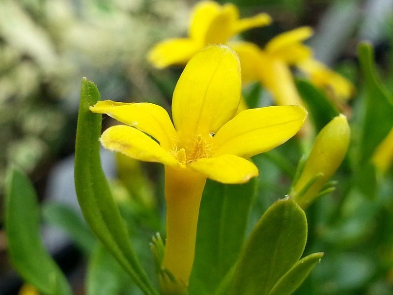 Echt dufte - Jasmin - Herrenkamper Gärten - Pflanzenraritäten