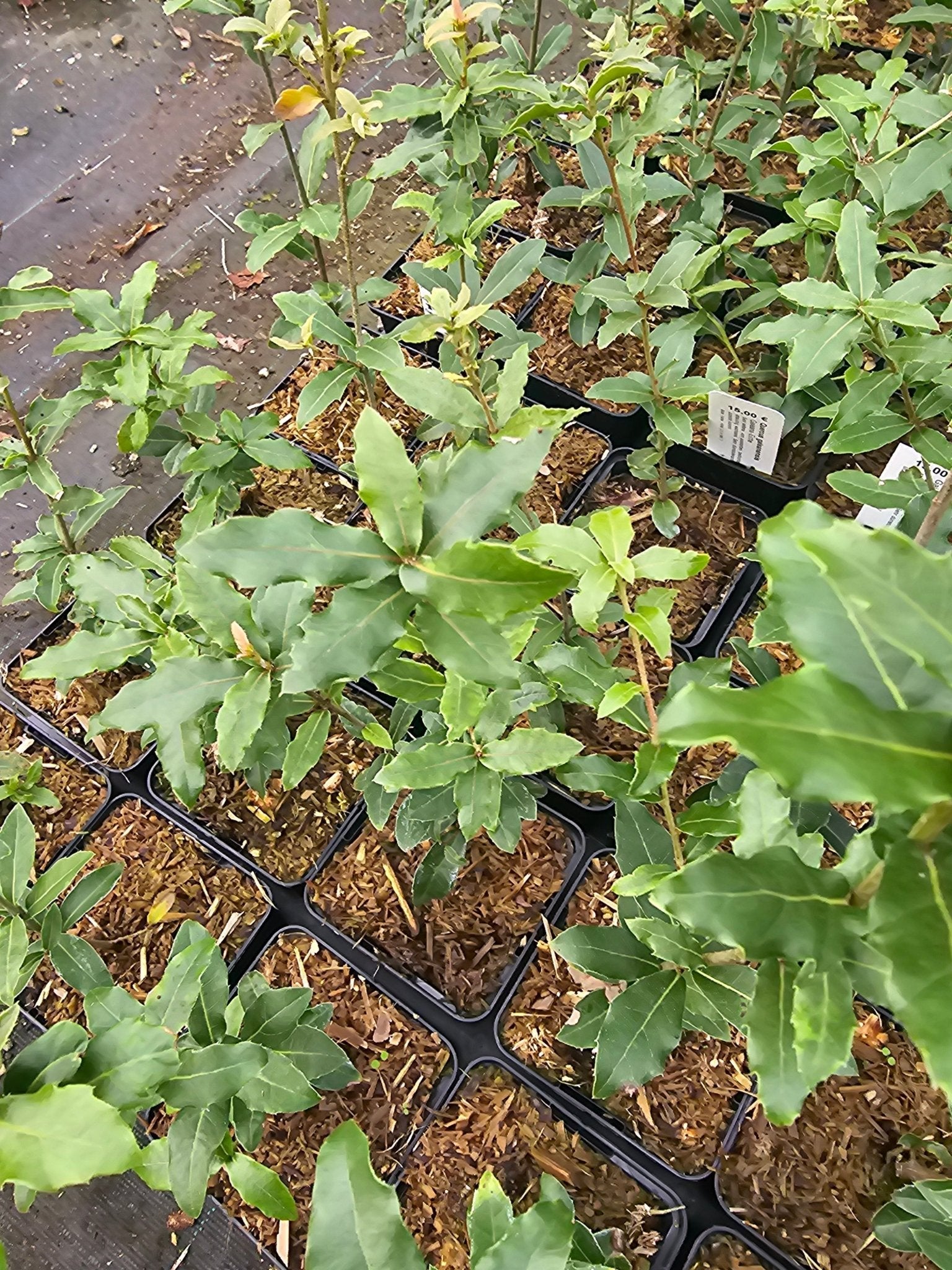 Eichen für sommerheiße, trockene Klimate (Teil 2)
Die Chaparral- Eichen - Herrenkamper Gärten - Pflanzenraritäten