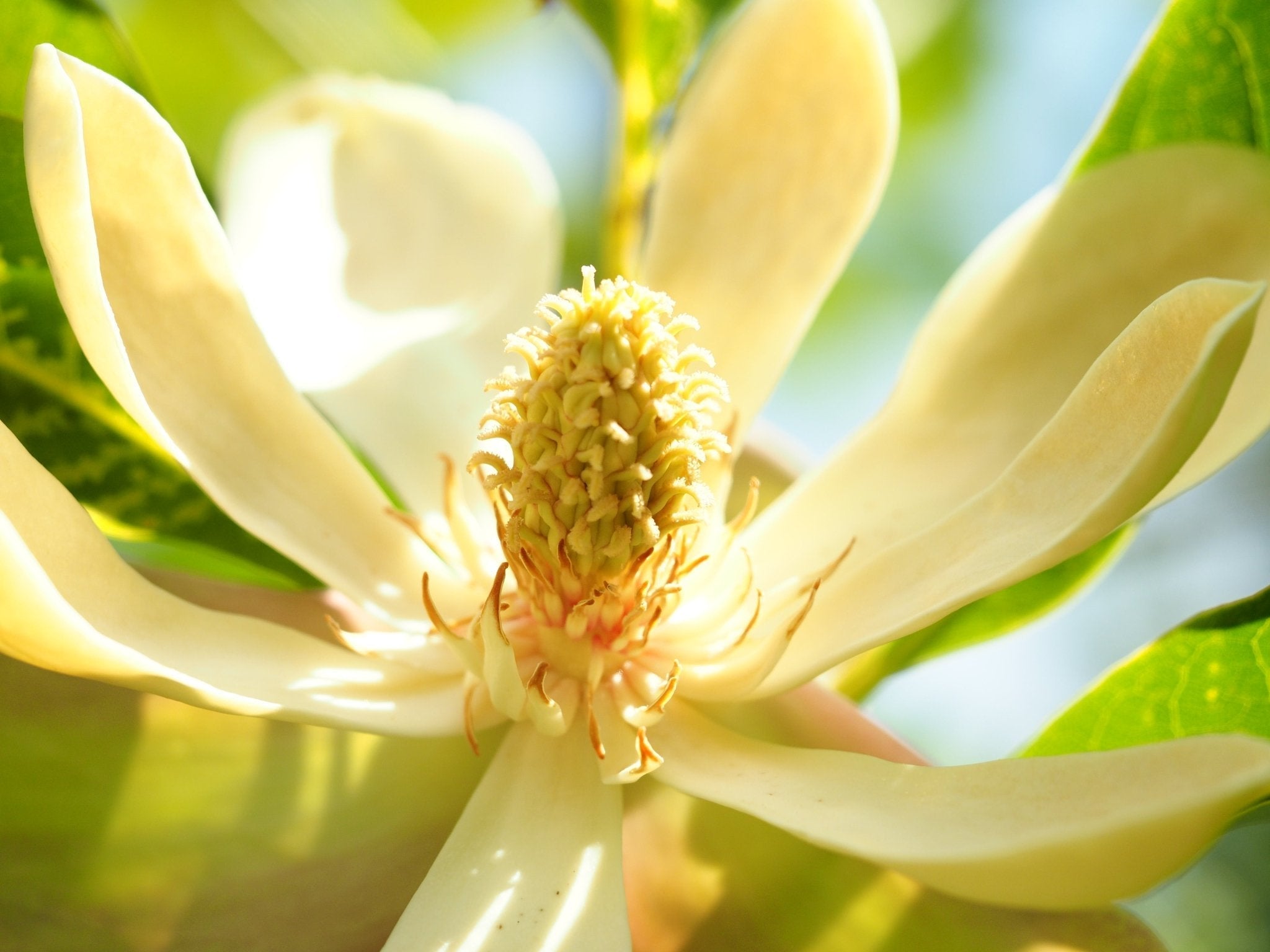 Großblattmagnolien –
Magnolien mit Dschungelfeeling - Herrenkamper Gärten - Pflanzenraritäten