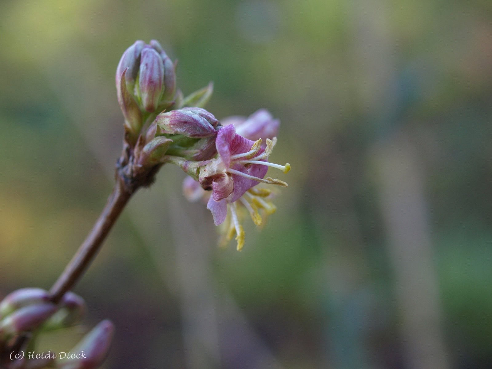 Winterblühende Lonicera - ein Hauch von Frühling - Herrenkamper Gärten - Pflanzenraritäten