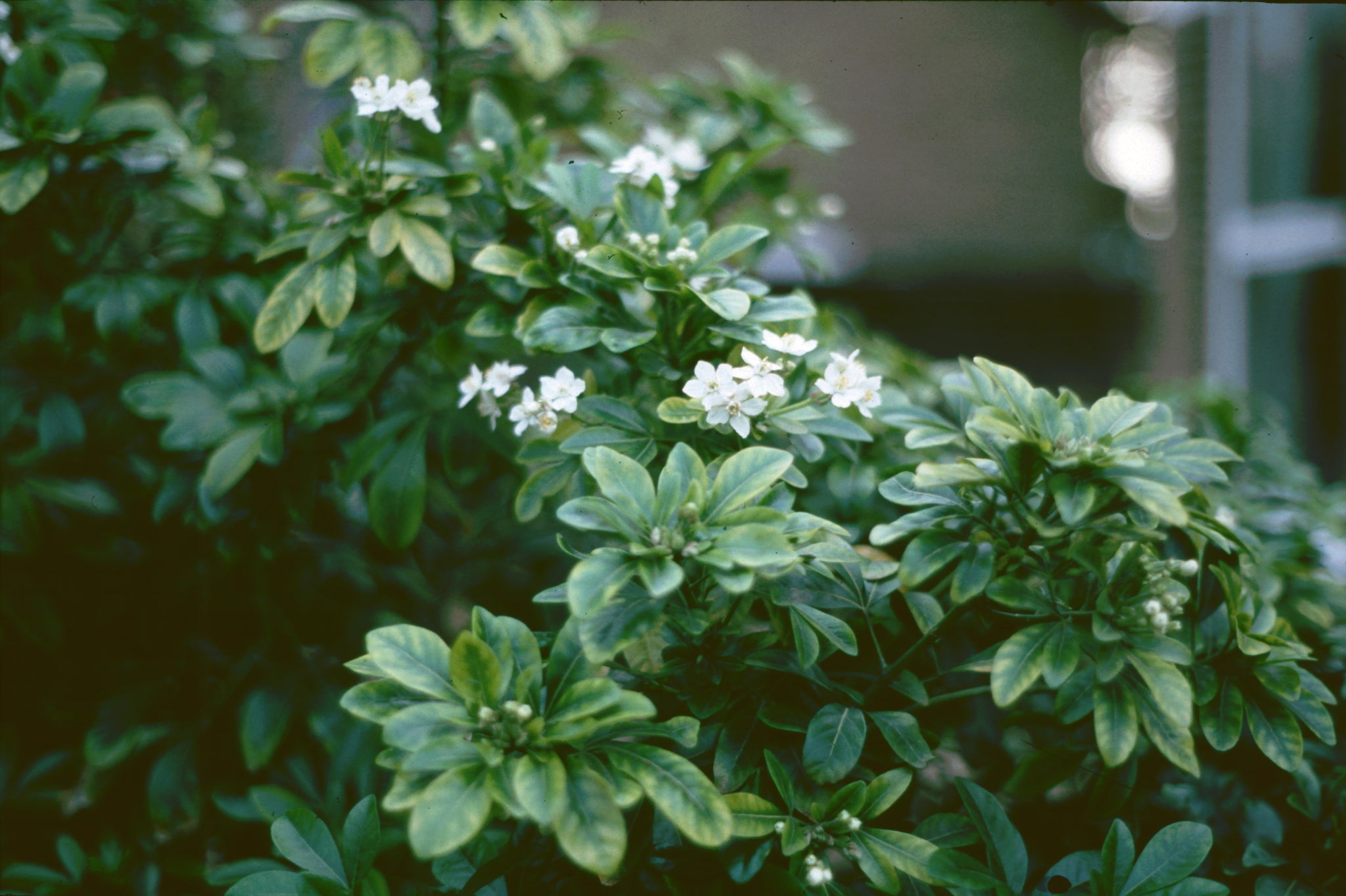 Choisya ternata