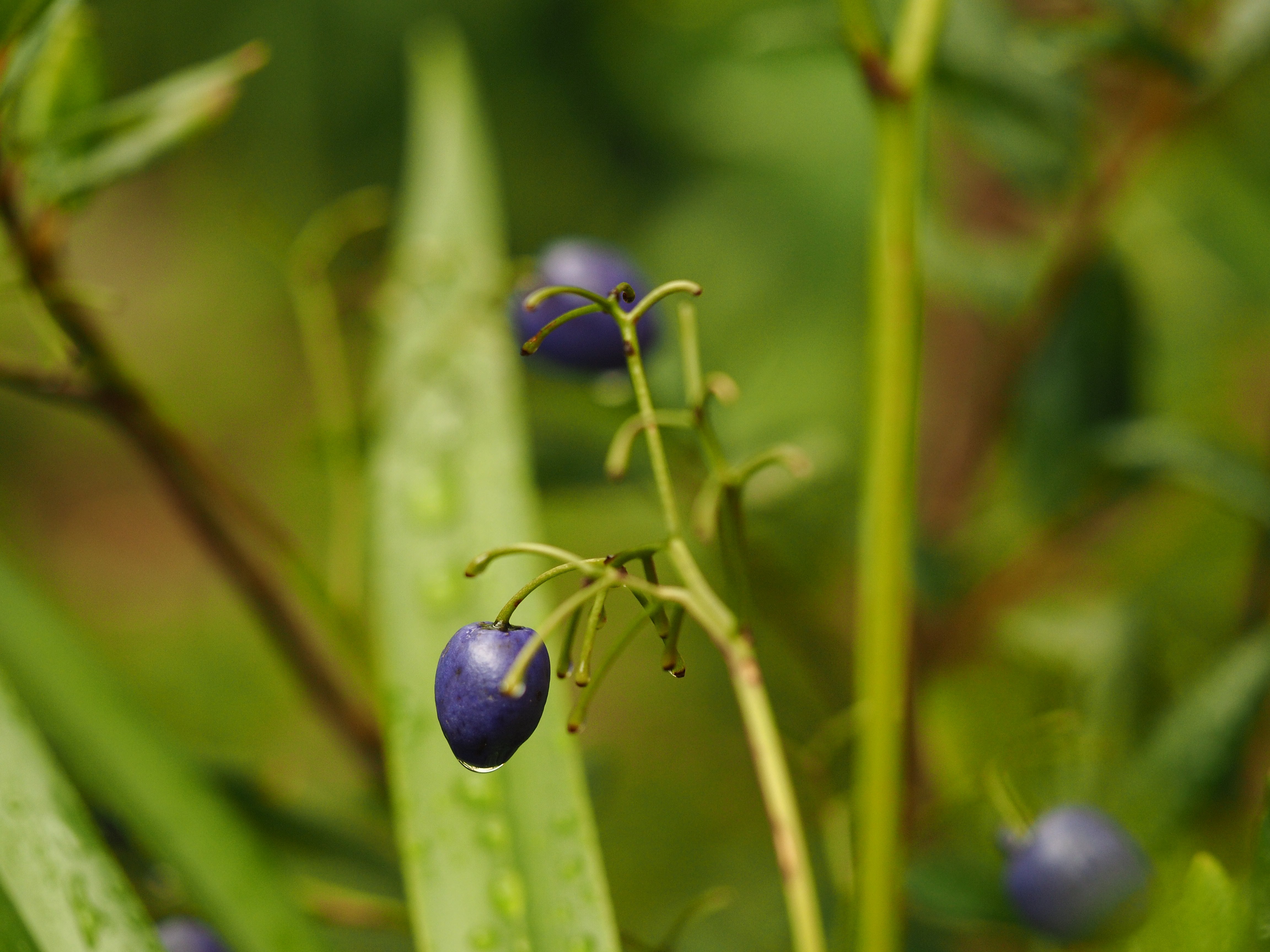 Dianella tasmanica