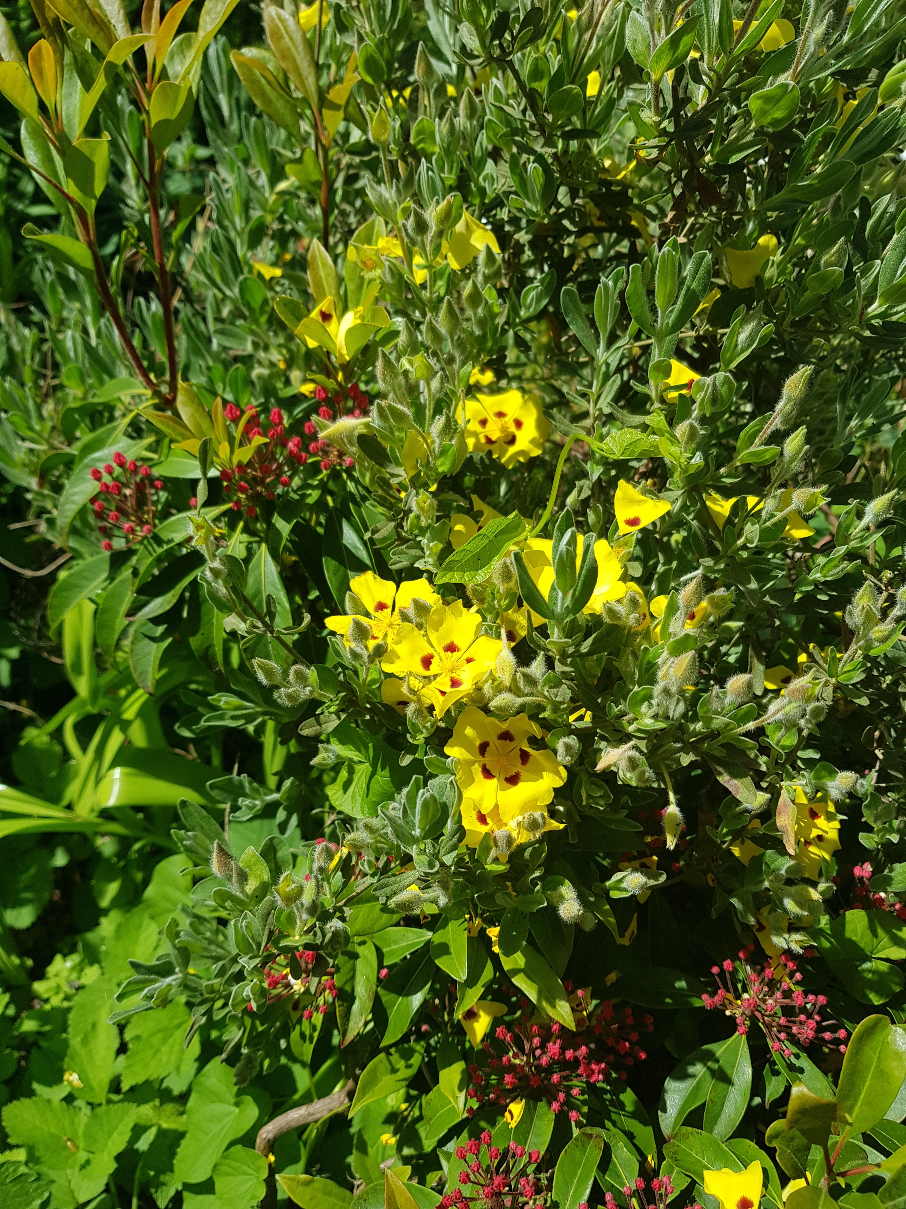 Halimium lasianthum Sandling