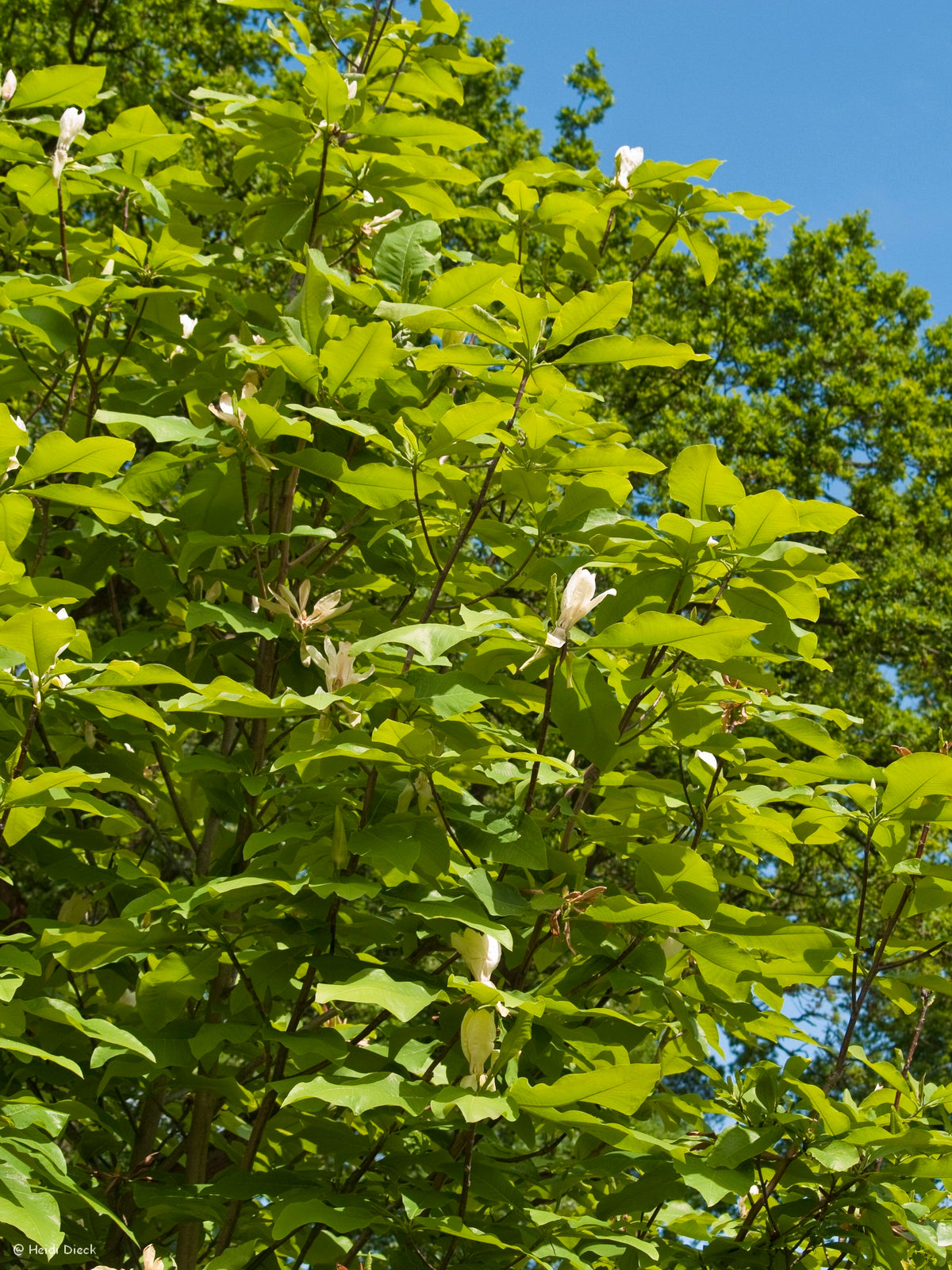 Magnolia-tripetala-baum