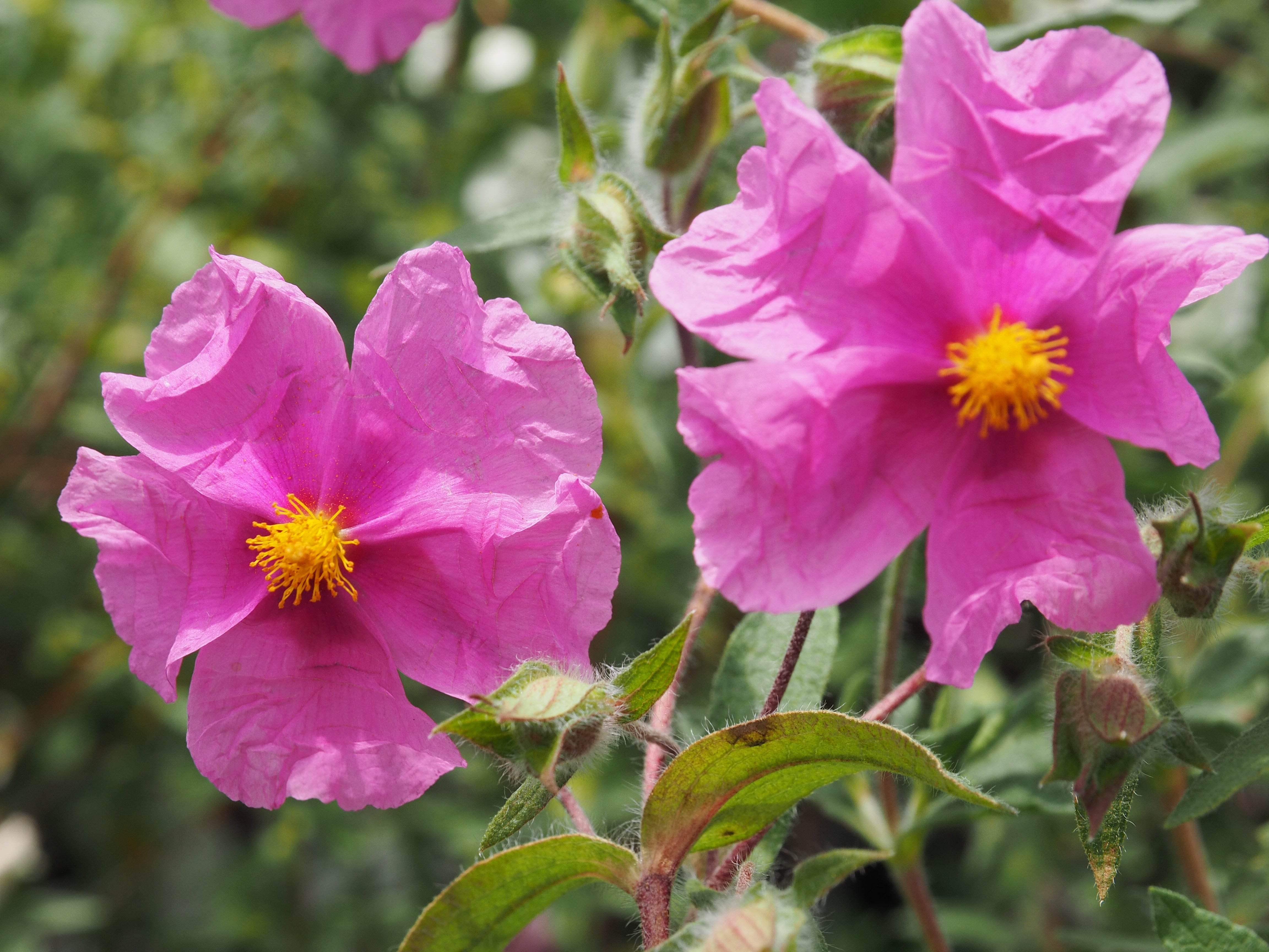 Cistus x ultraviolaceus