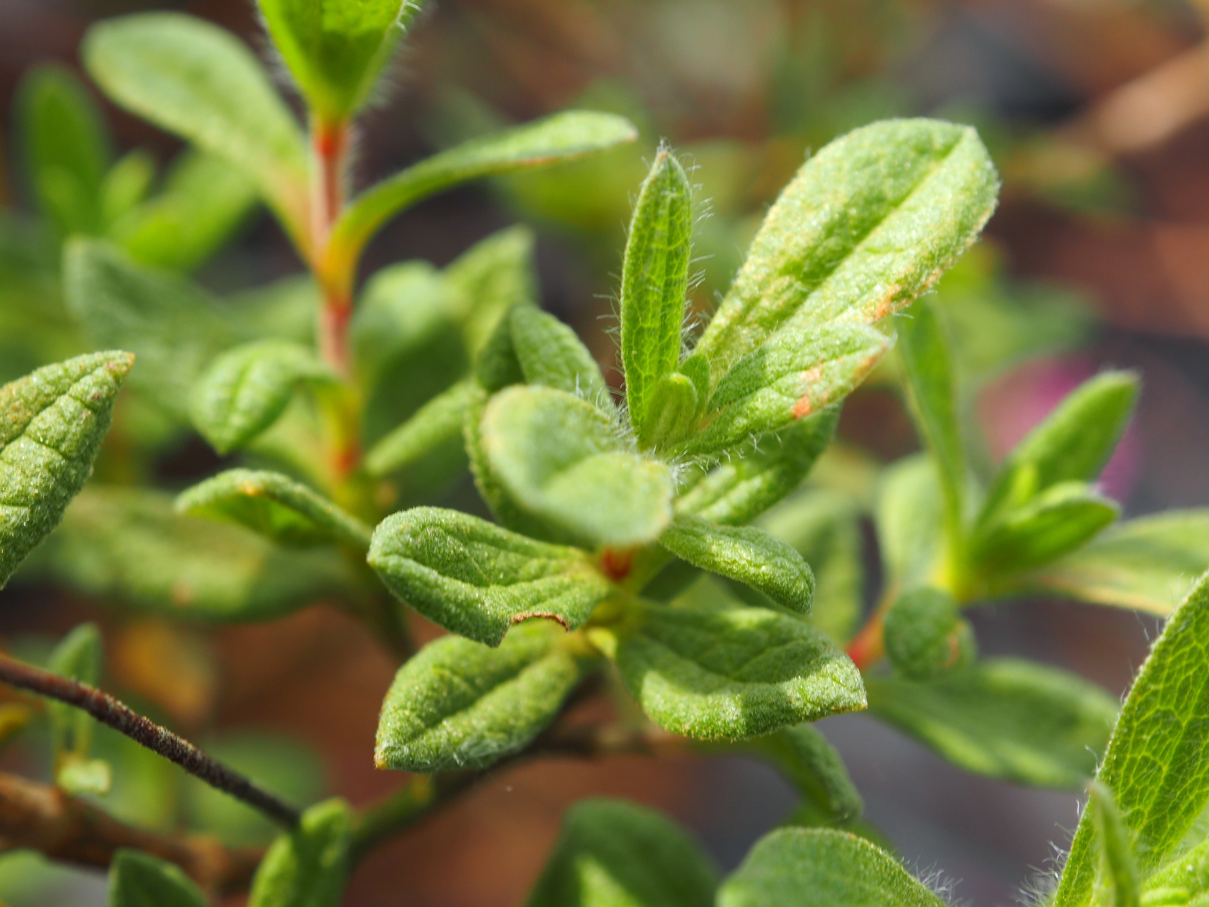 Cistus x ultraviolaceus