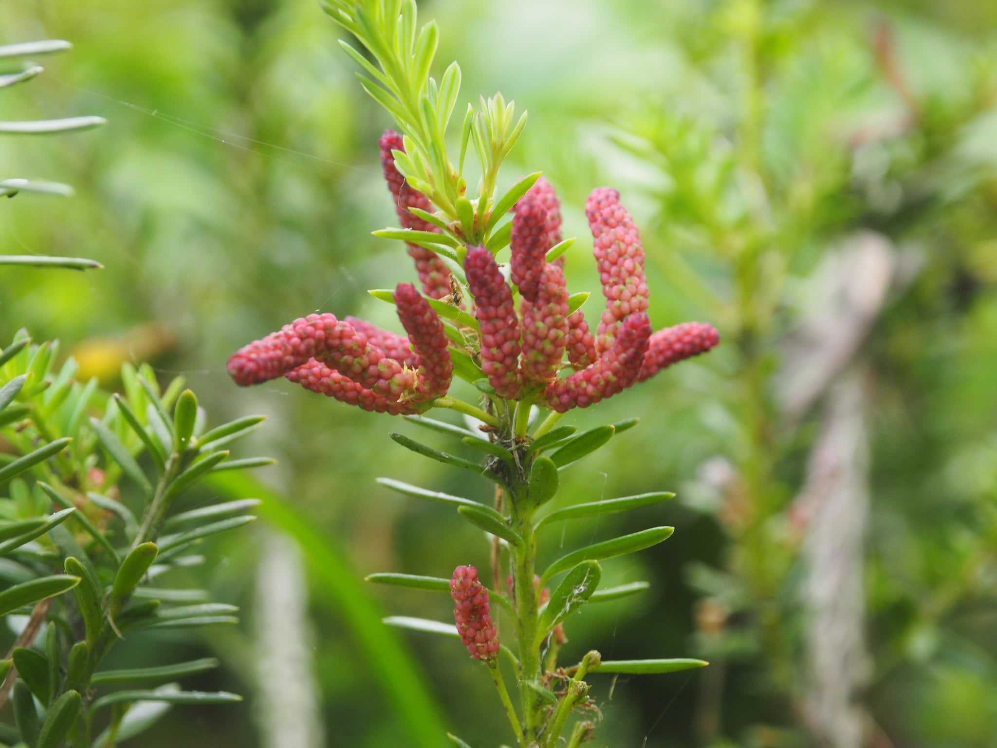 Podocarpus lawrencii