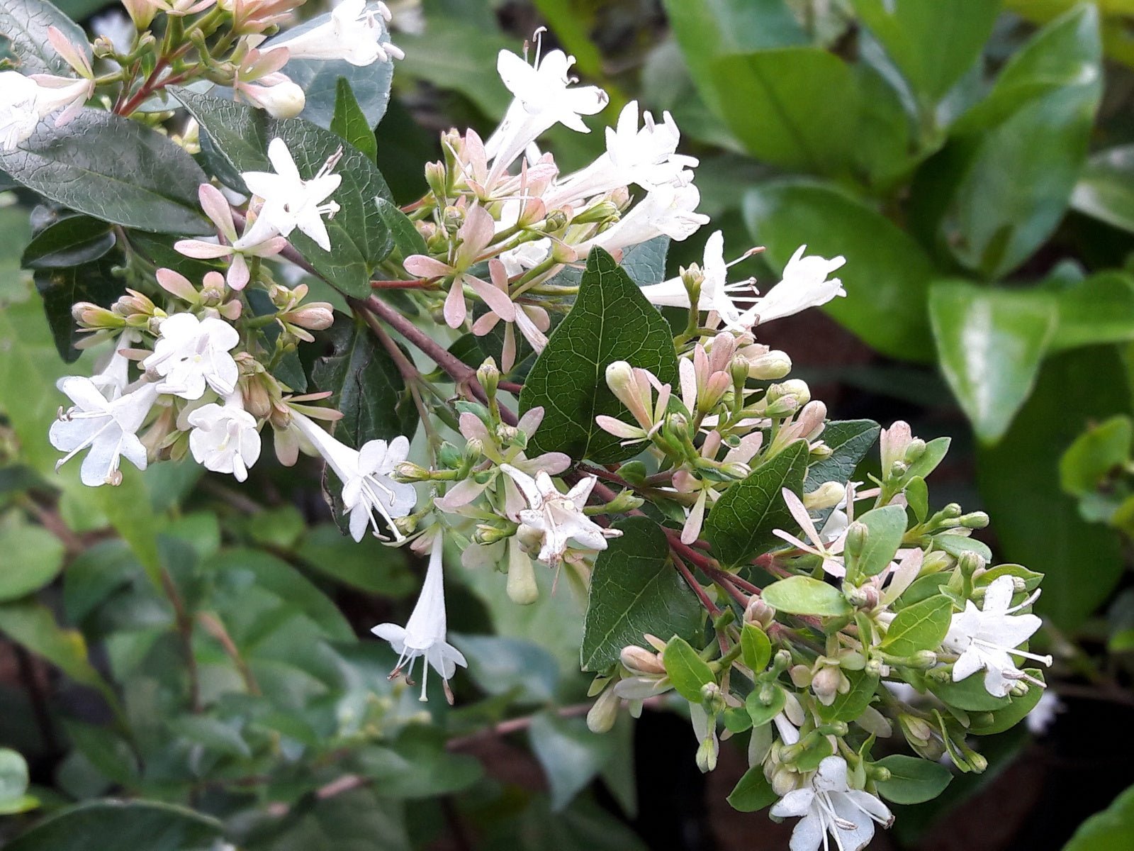 Abelia chinensis - Herrenkamper Gärten - Pflanzenraritäten