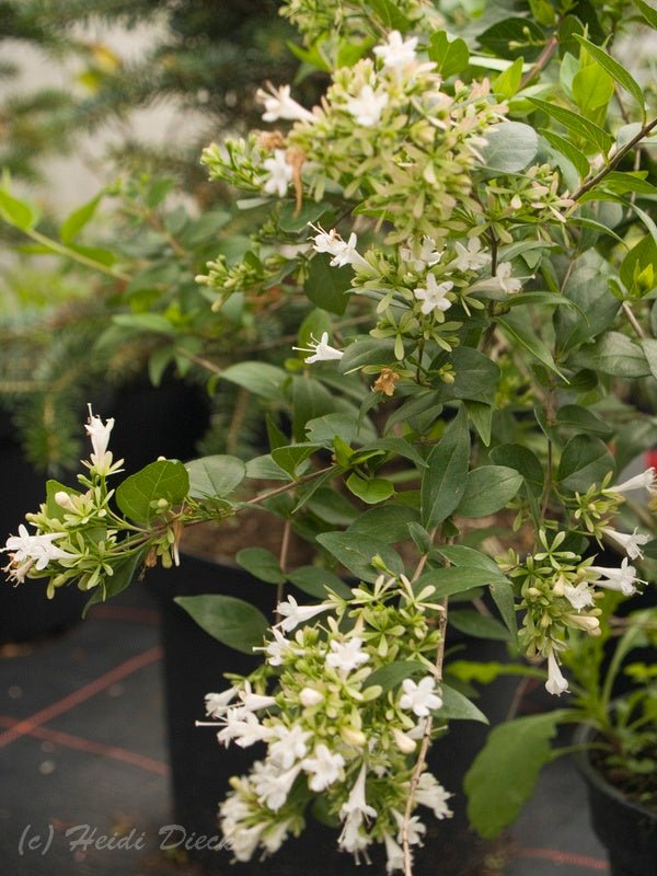 Abelia chinensis - Herrenkamper Gärten - Pflanzenraritäten