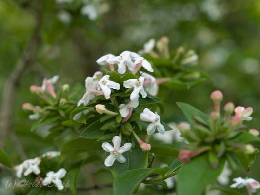 Abelia mosanensis - Herrenkamper Gärten - Pflanzenraritäten