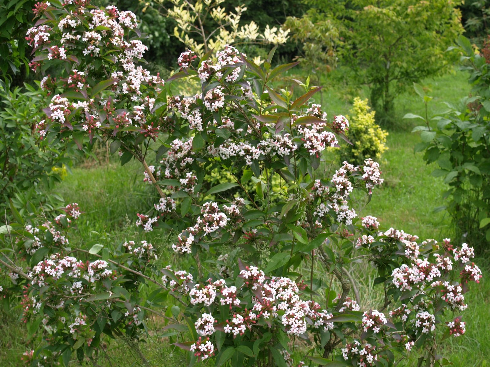 Abelia mosanensis - Herrenkamper Gärten - Pflanzenraritäten