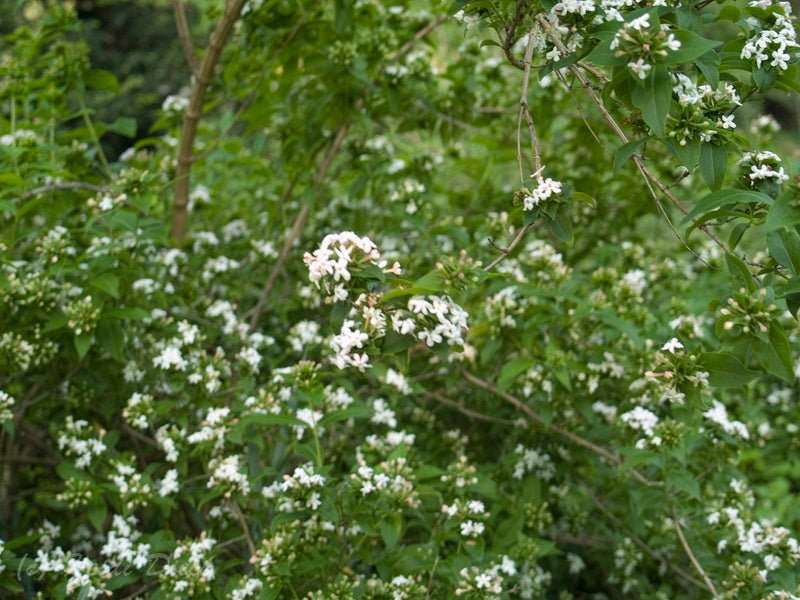 Abelia mosanensis - Herrenkamper Gärten - Pflanzenraritäten