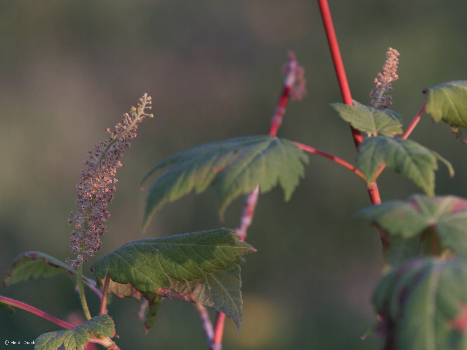 Acer barbinerve - Herrenkamper Gärten - Pflanzenraritäten