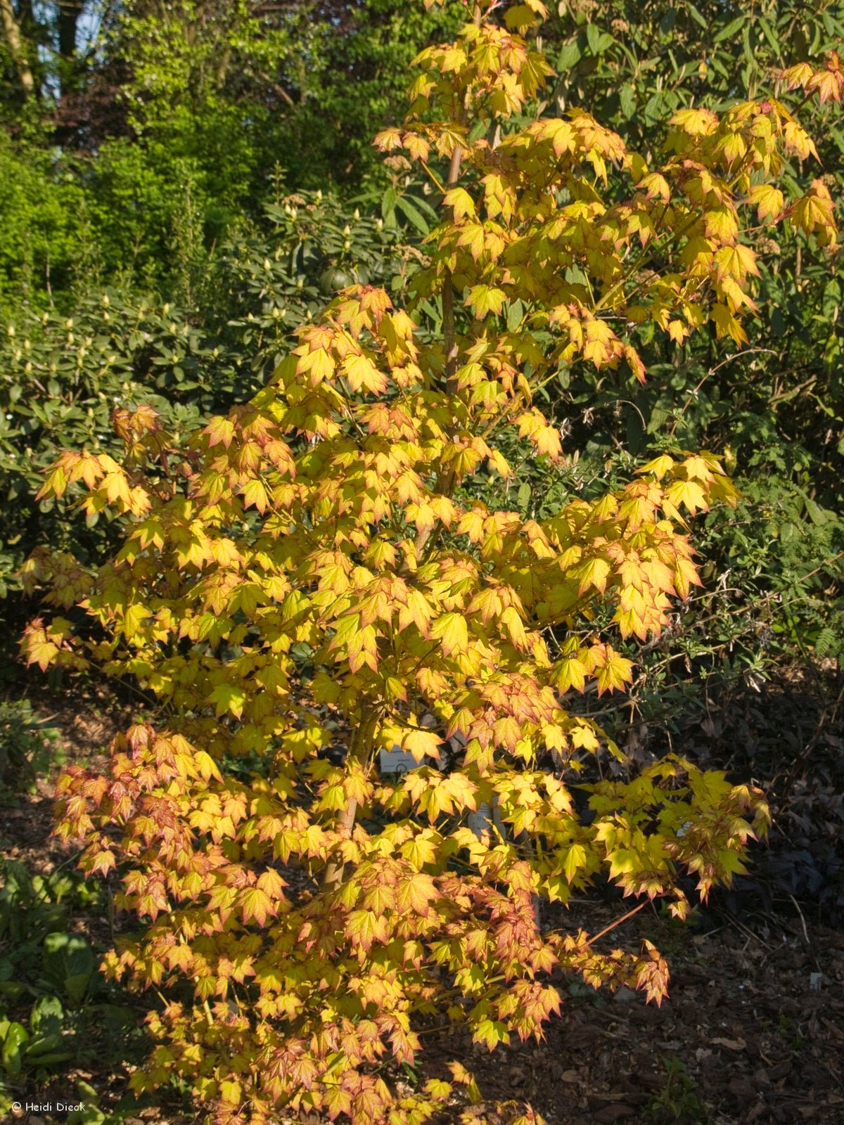 Acer cappadocicum 'Aureum' - Herrenkamper Gärten - Pflanzenraritäten