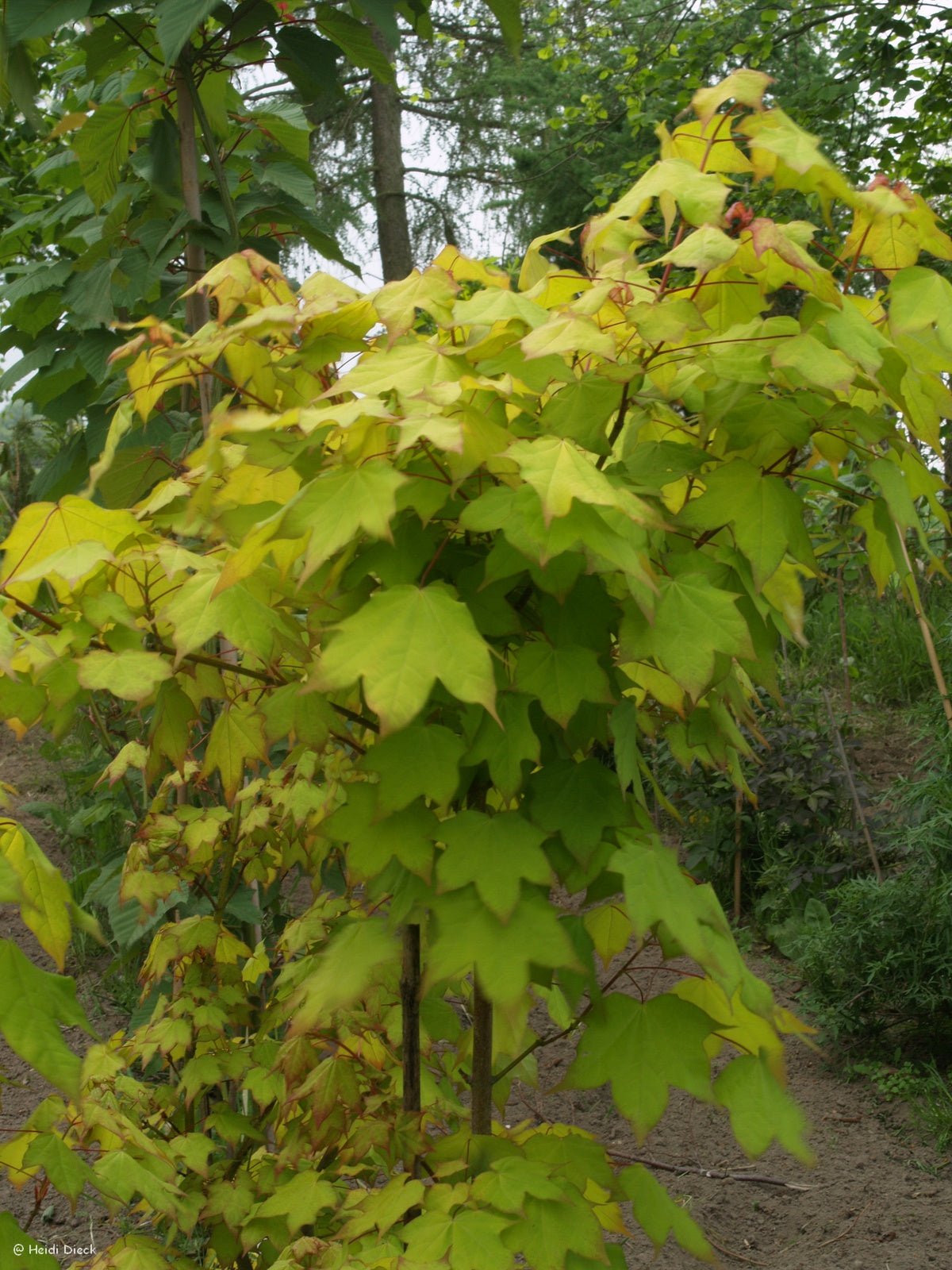Acer cappadocicum 'Aureum' - Herrenkamper Gärten - Pflanzenraritäten