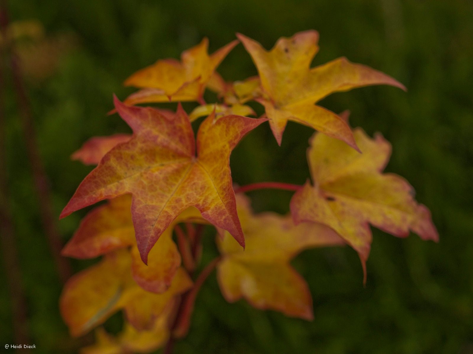 Acer cappadocicum 'Aureum' - Herrenkamper Gärten - Pflanzenraritäten