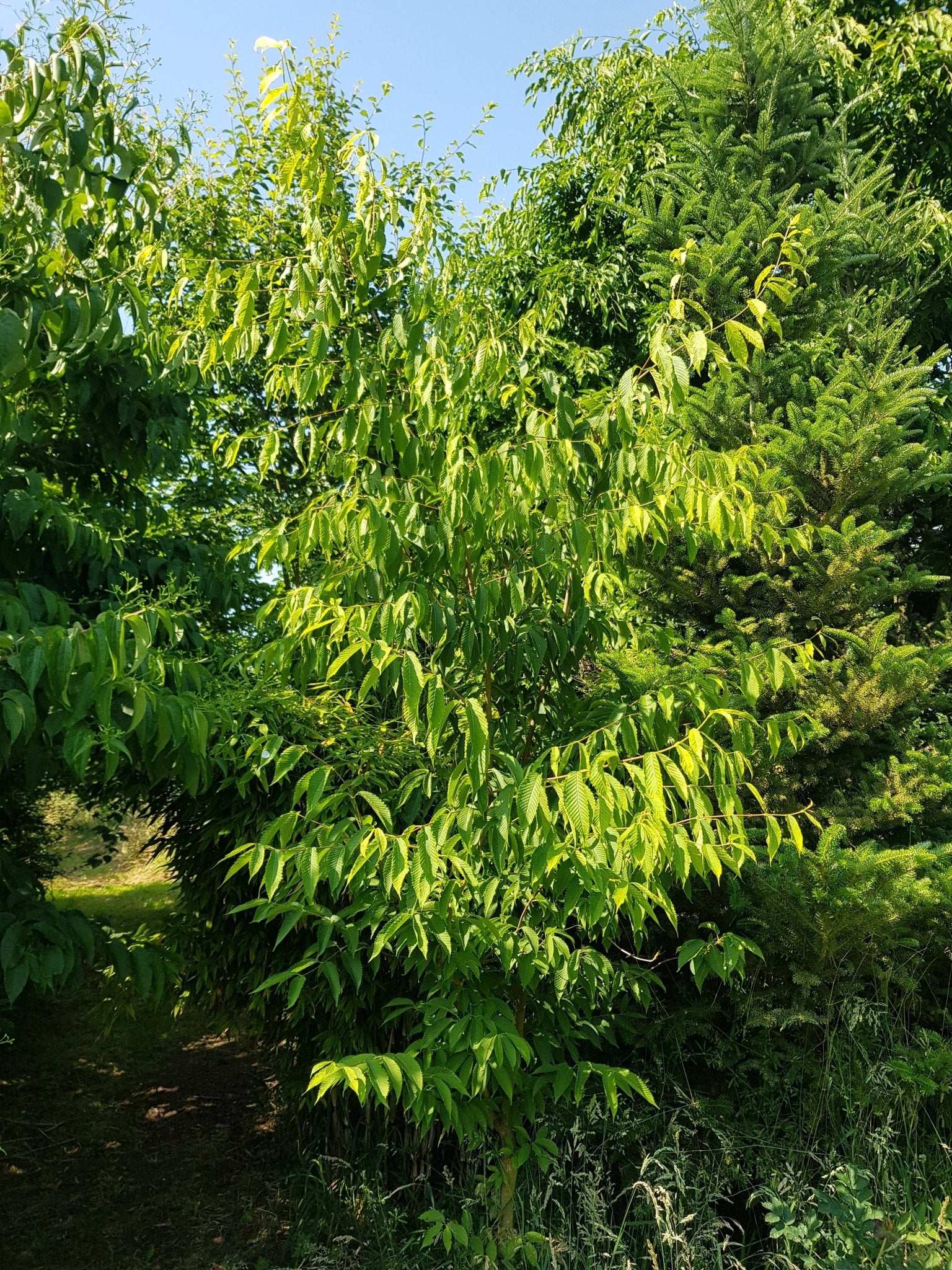 Acer carpinifolium - Herrenkamper Gärten - Pflanzenraritäten