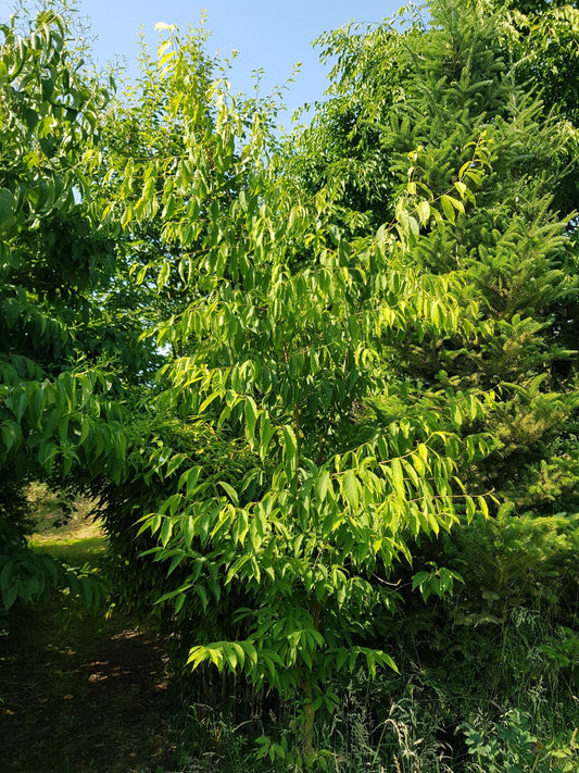 Acer carpinifolium - Herrenkamper Gärten - Pflanzenraritäten
