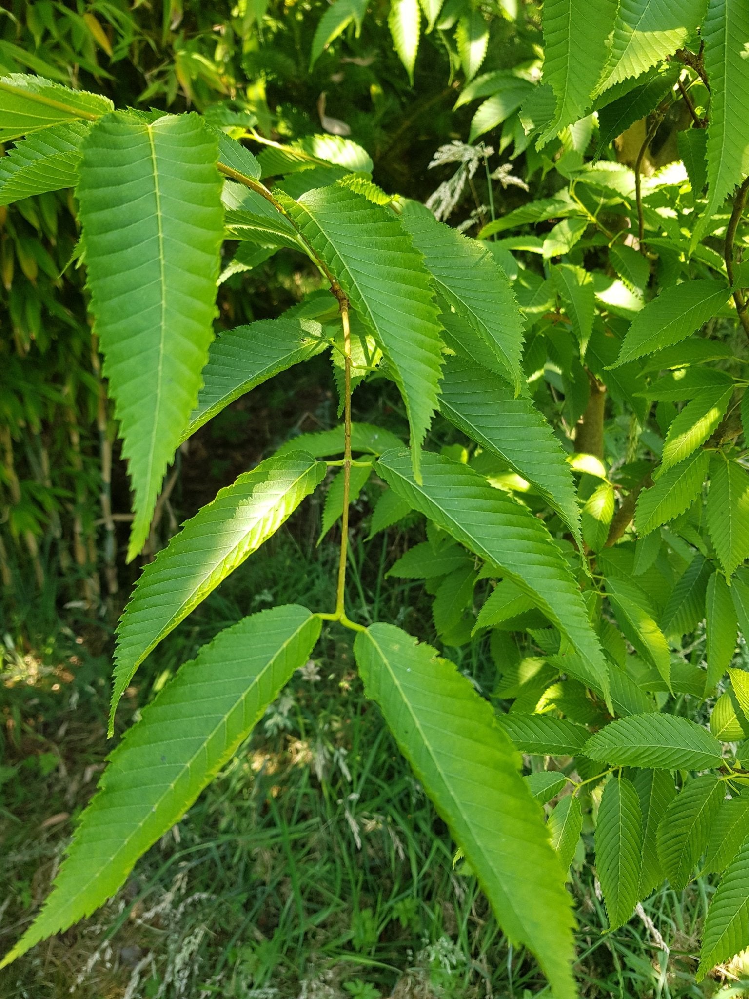 Acer carpinifolium - Herrenkamper Gärten - Pflanzenraritäten