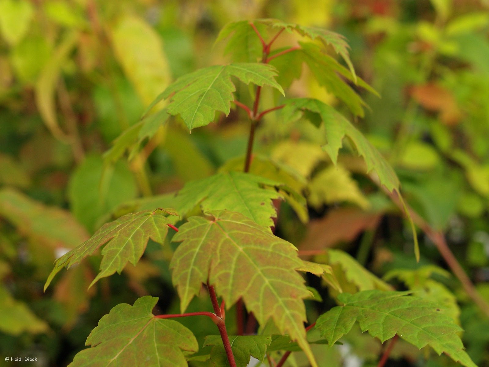 Acer caudatum ssp. ukurundense (syn.: A. acuminatum) - Herrenkamper Gärten - Pflanzenraritäten
