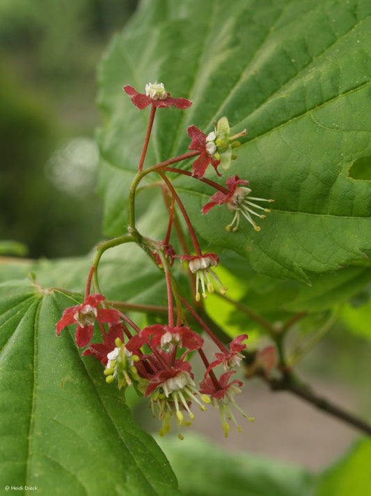 Acer circinatum - Herrenkamper Gärten - Pflanzenraritäten