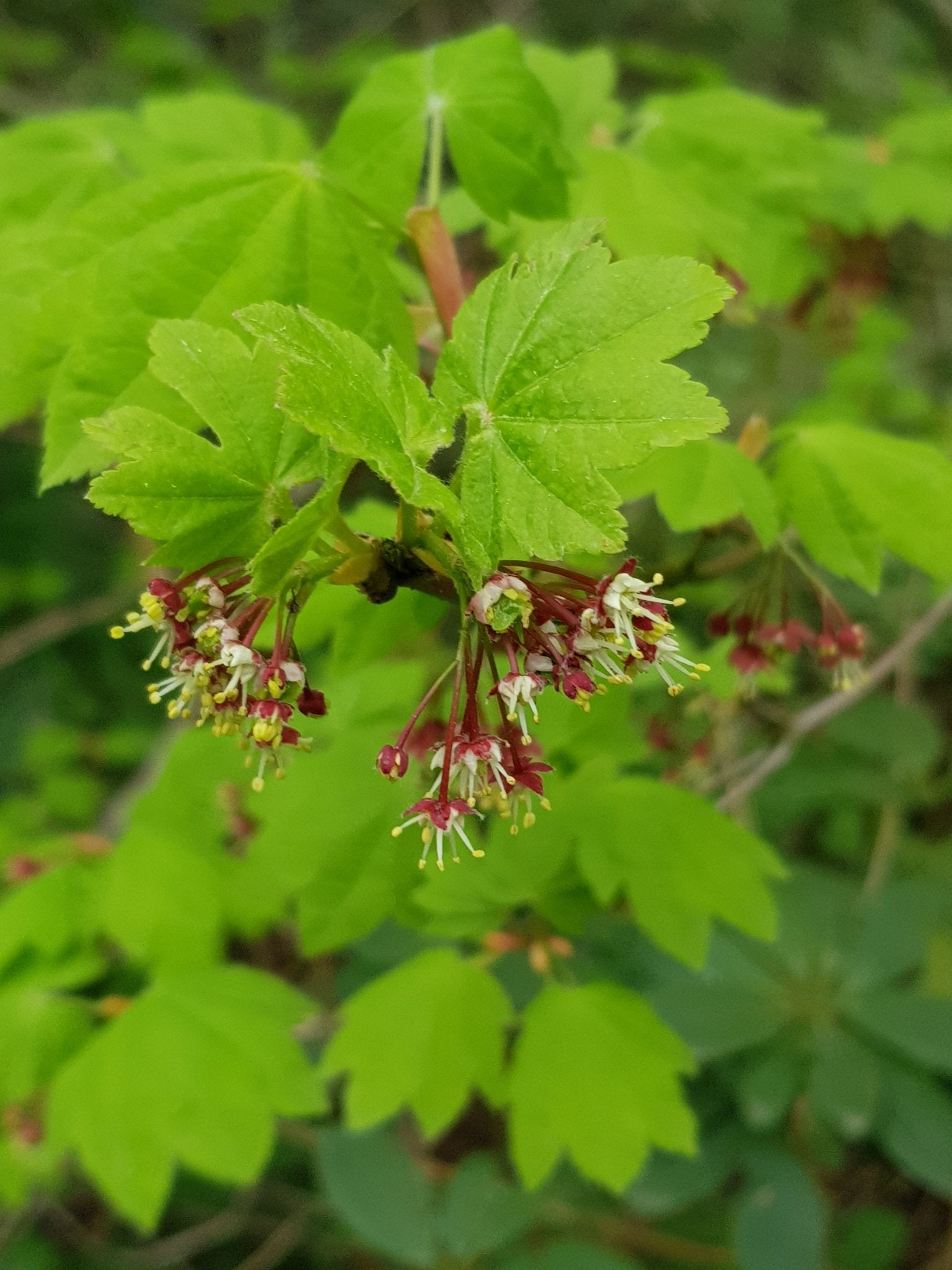 Acer circinatum - Herrenkamper Gärten - Pflanzenraritäten