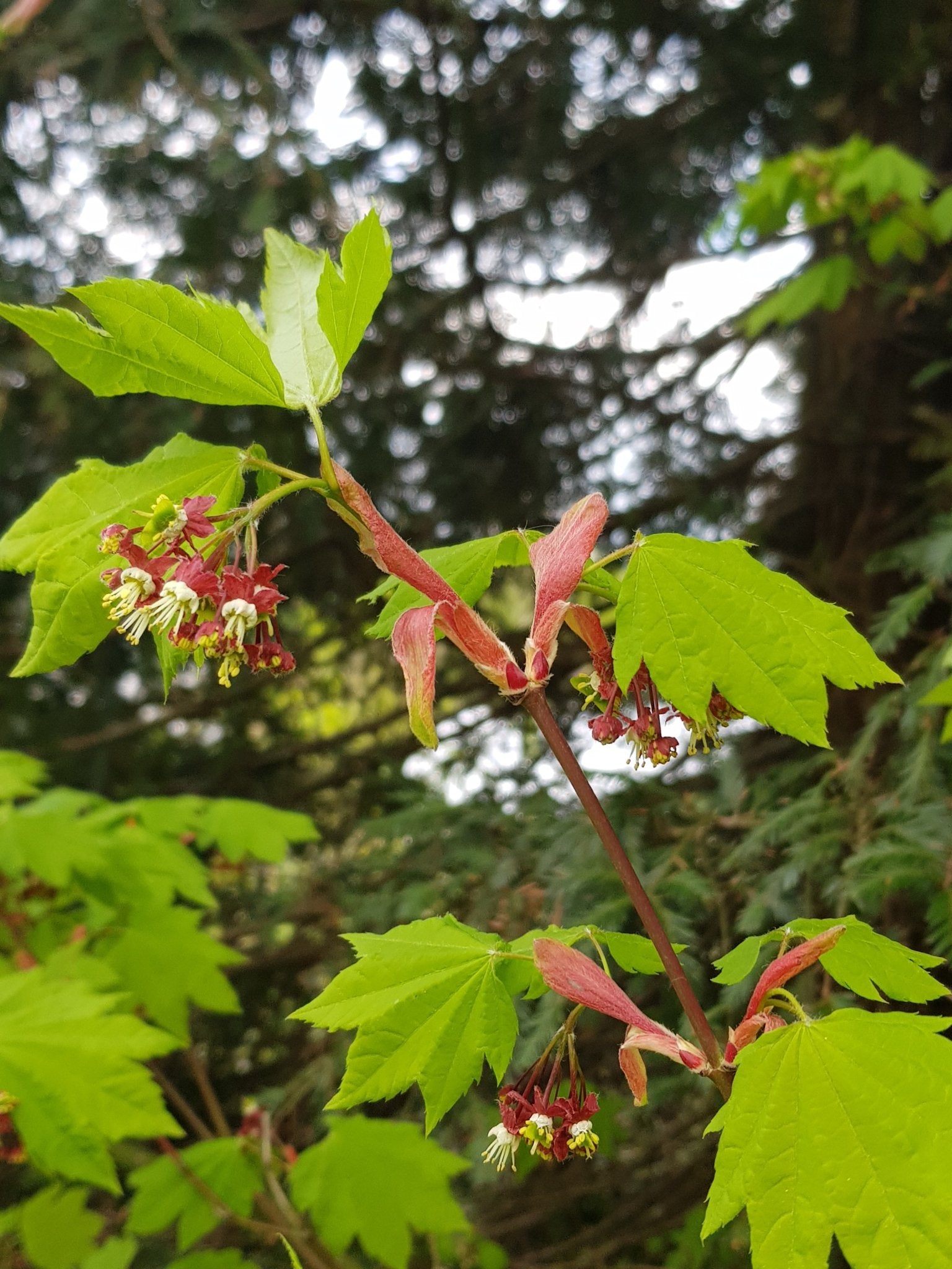 Acer circinatum - Herrenkamper Gärten - Pflanzenraritäten