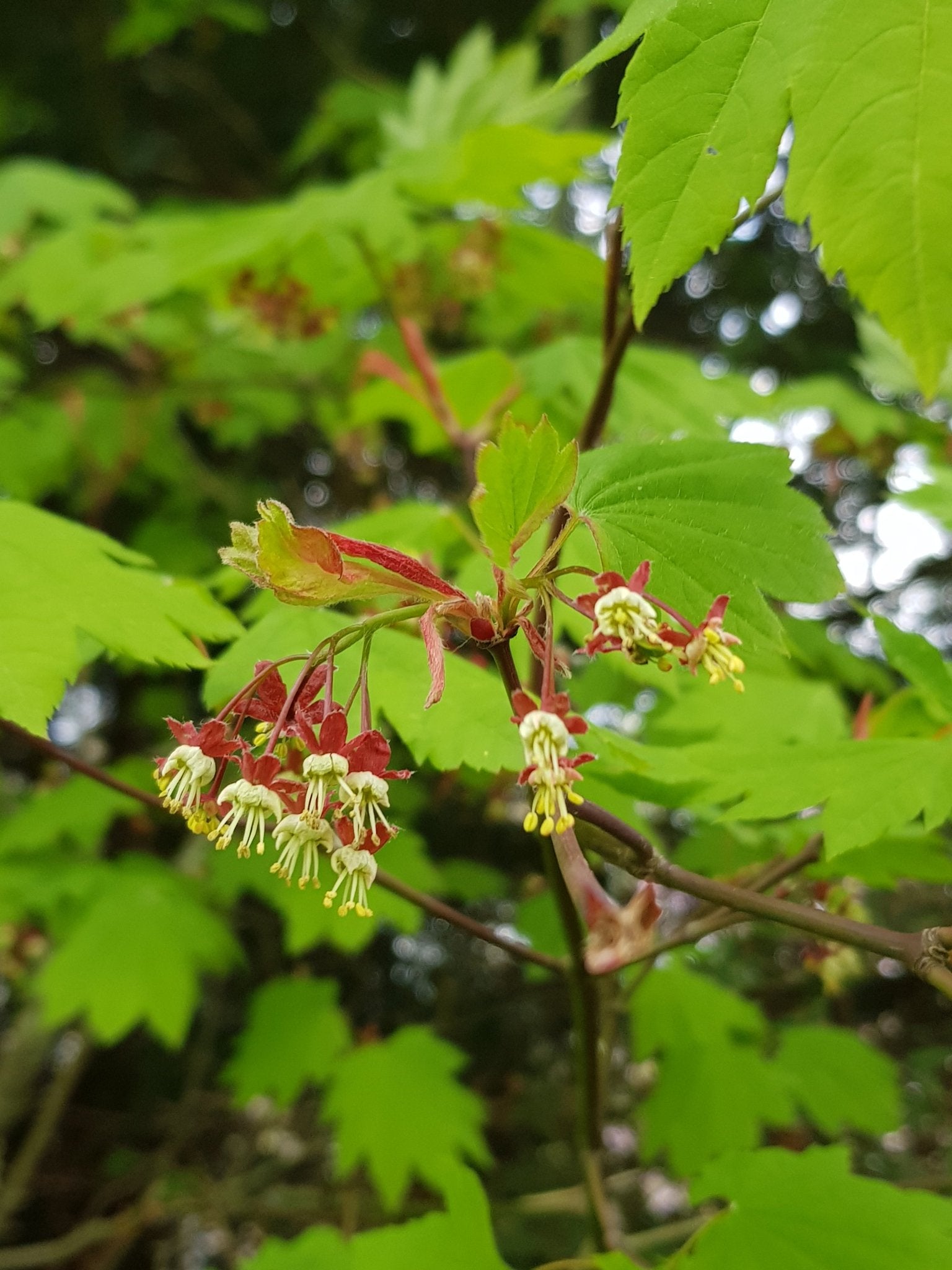 Acer circinatum - Herrenkamper Gärten - Pflanzenraritäten