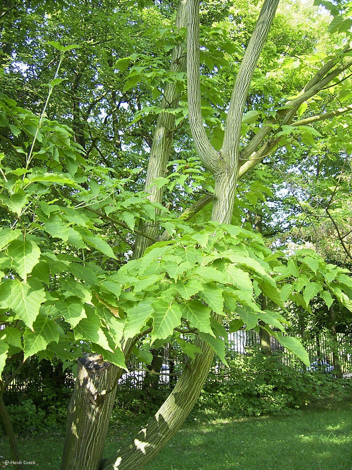 Acer davidii - Herrenkamper Gärten - Pflanzenraritäten