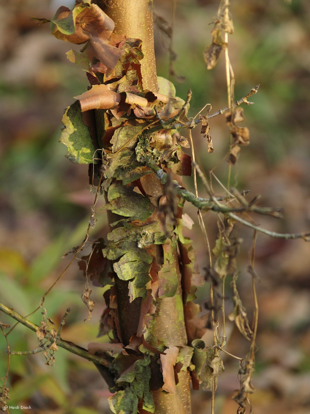 Acer griseum - Herrenkamper Gärten - Pflanzenraritäten