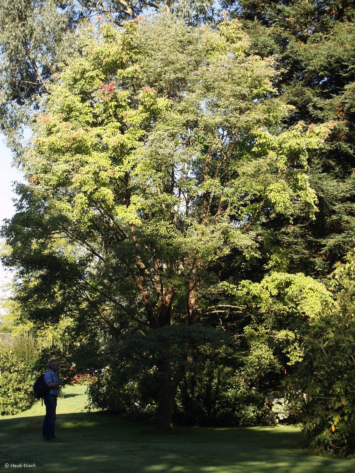 Acer griseum - Herrenkamper Gärten - Pflanzenraritäten