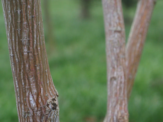 Acer grosseri var. hersii (syn.: A. pectinatum, A. davidii var. grosseri) - Herrenkamper Gärten - Pflanzenraritäten
