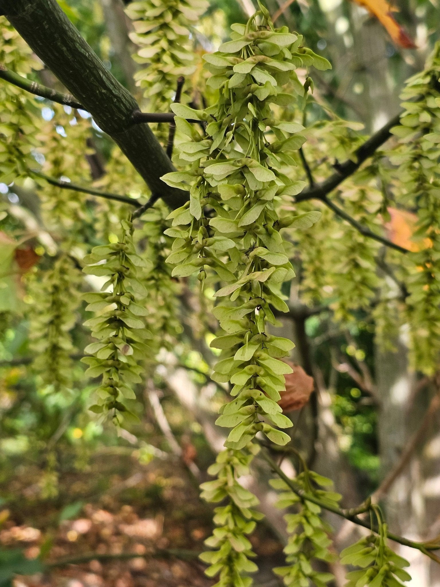 Acer grosserii var.hersii - Saat - Herrenkamper Gärten - Pflanzenraritäten