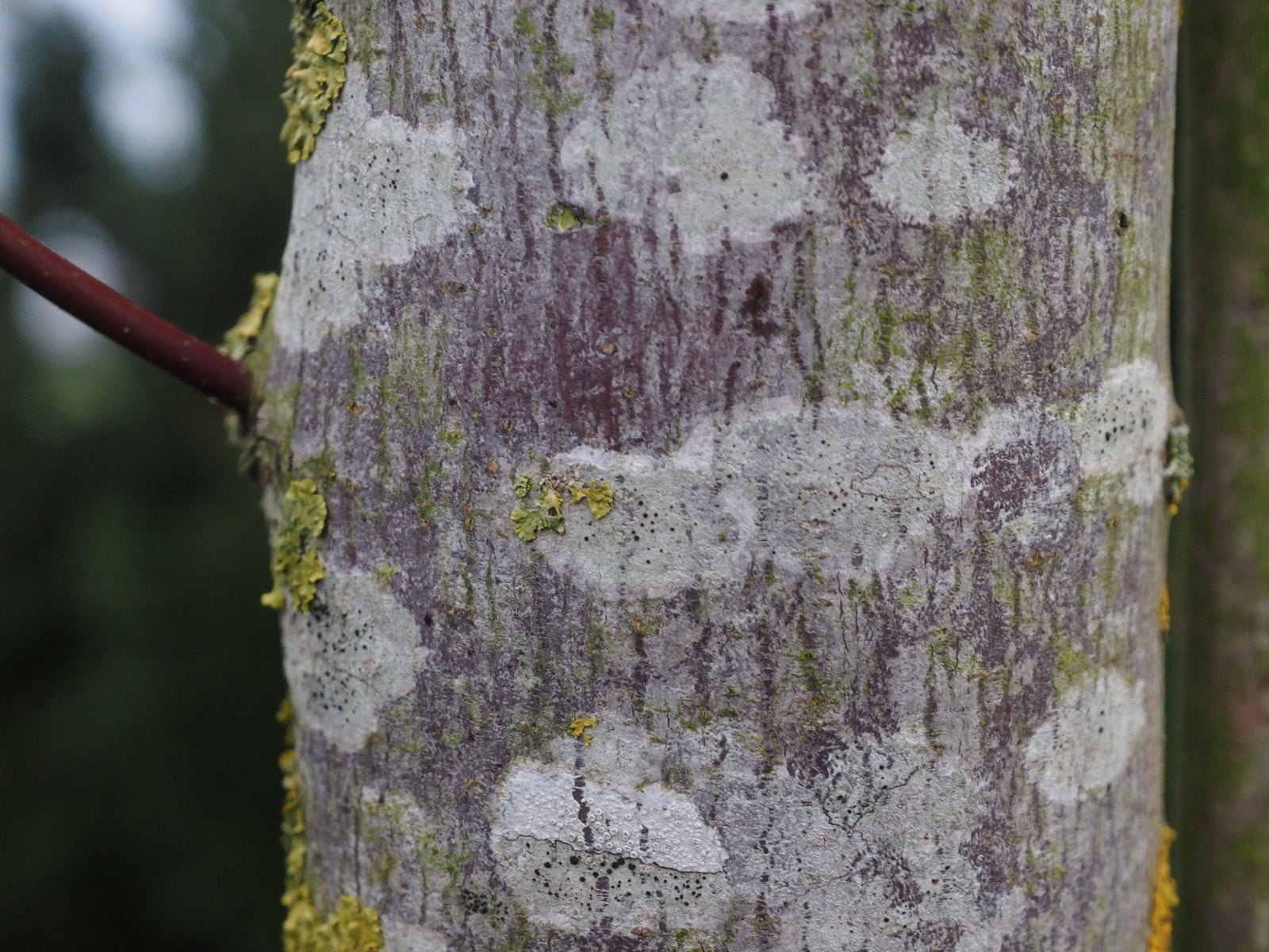 Acer macrophyllum - Herrenkamper Gärten - Pflanzenraritäten