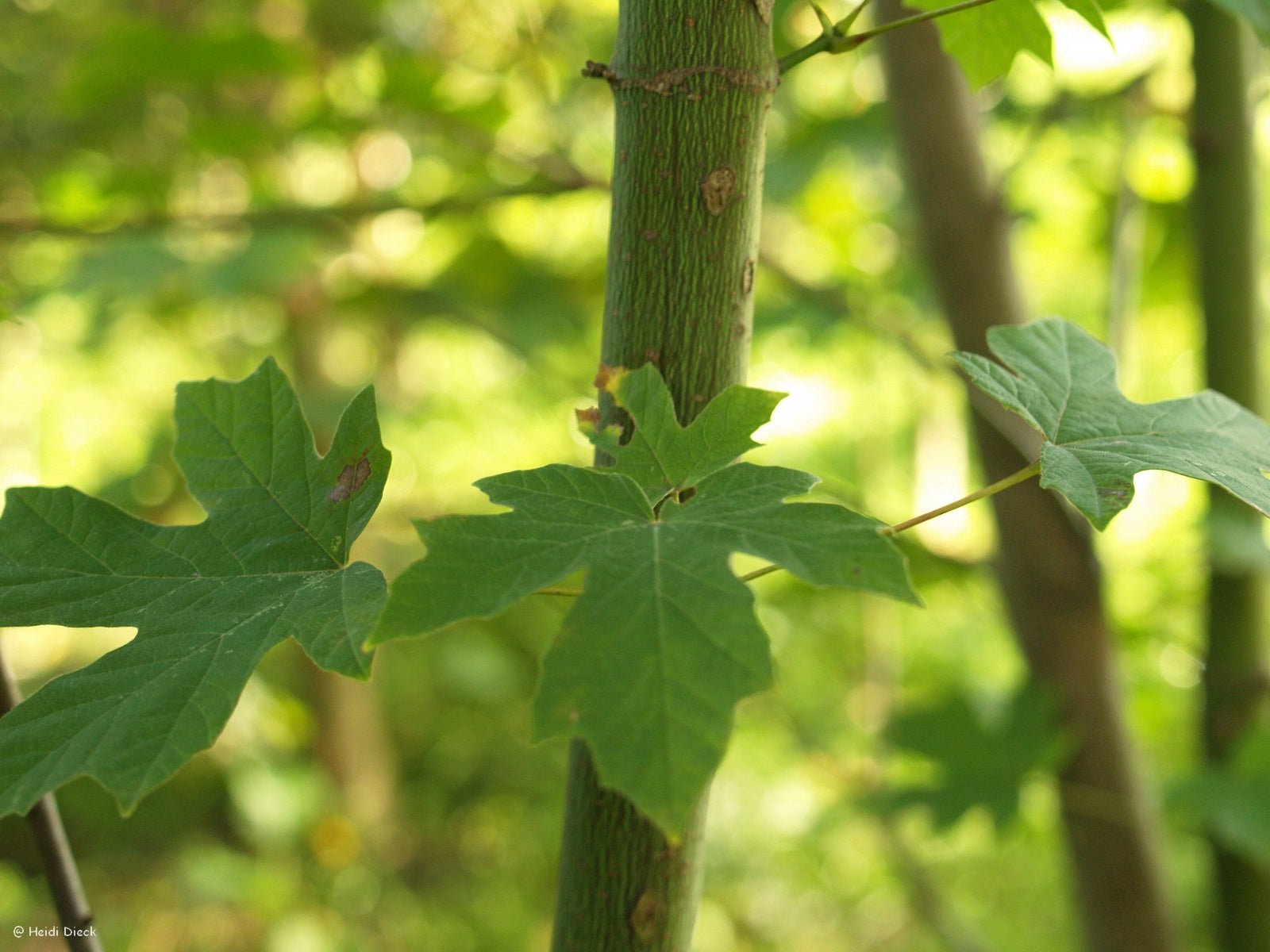 Acer macrophyllum - Herrenkamper Gärten - Pflanzenraritäten