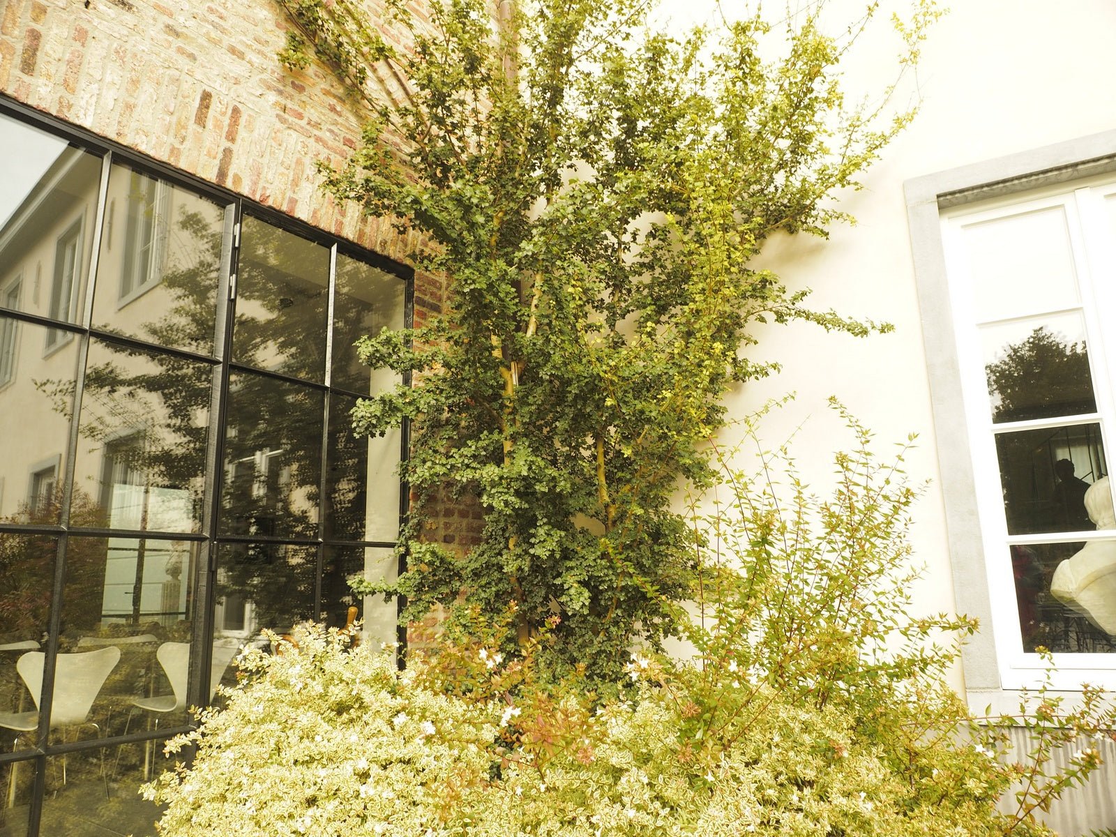 Acer obtusifolium - Herrenkamper Gärten - Pflanzenraritäten