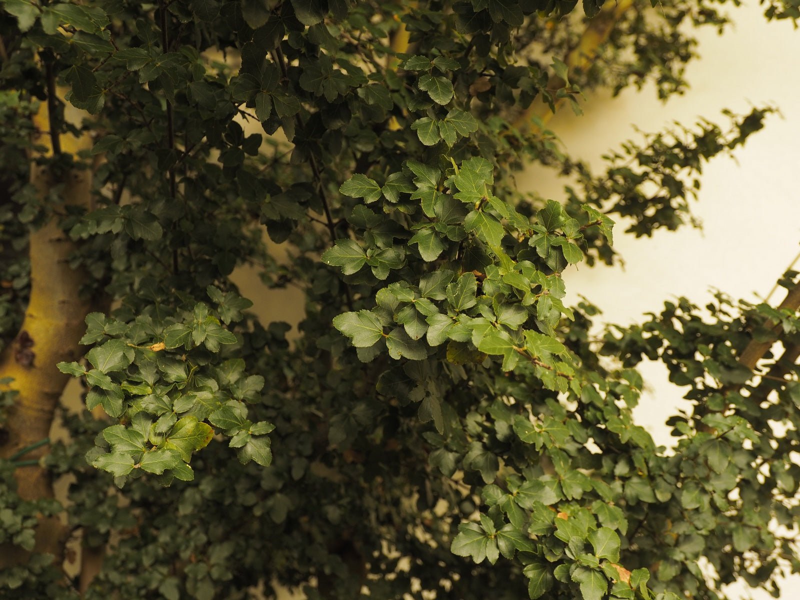 Acer obtusifolium - Herrenkamper Gärten - Pflanzenraritäten