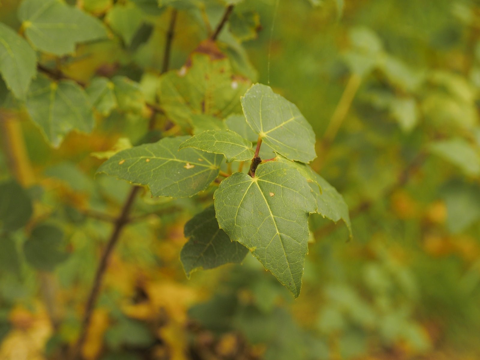 Acer obtusifolium - Herrenkamper Gärten - Pflanzenraritäten
