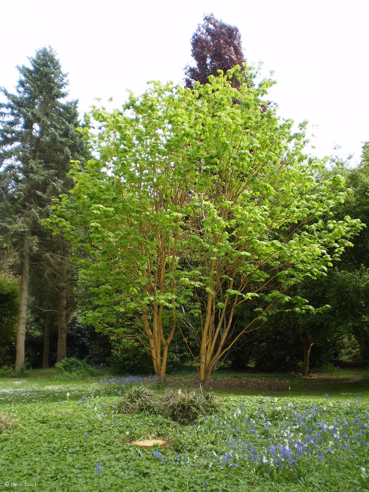 Acer pensylvanicum - Herrenkamper Gärten - Pflanzenraritäten