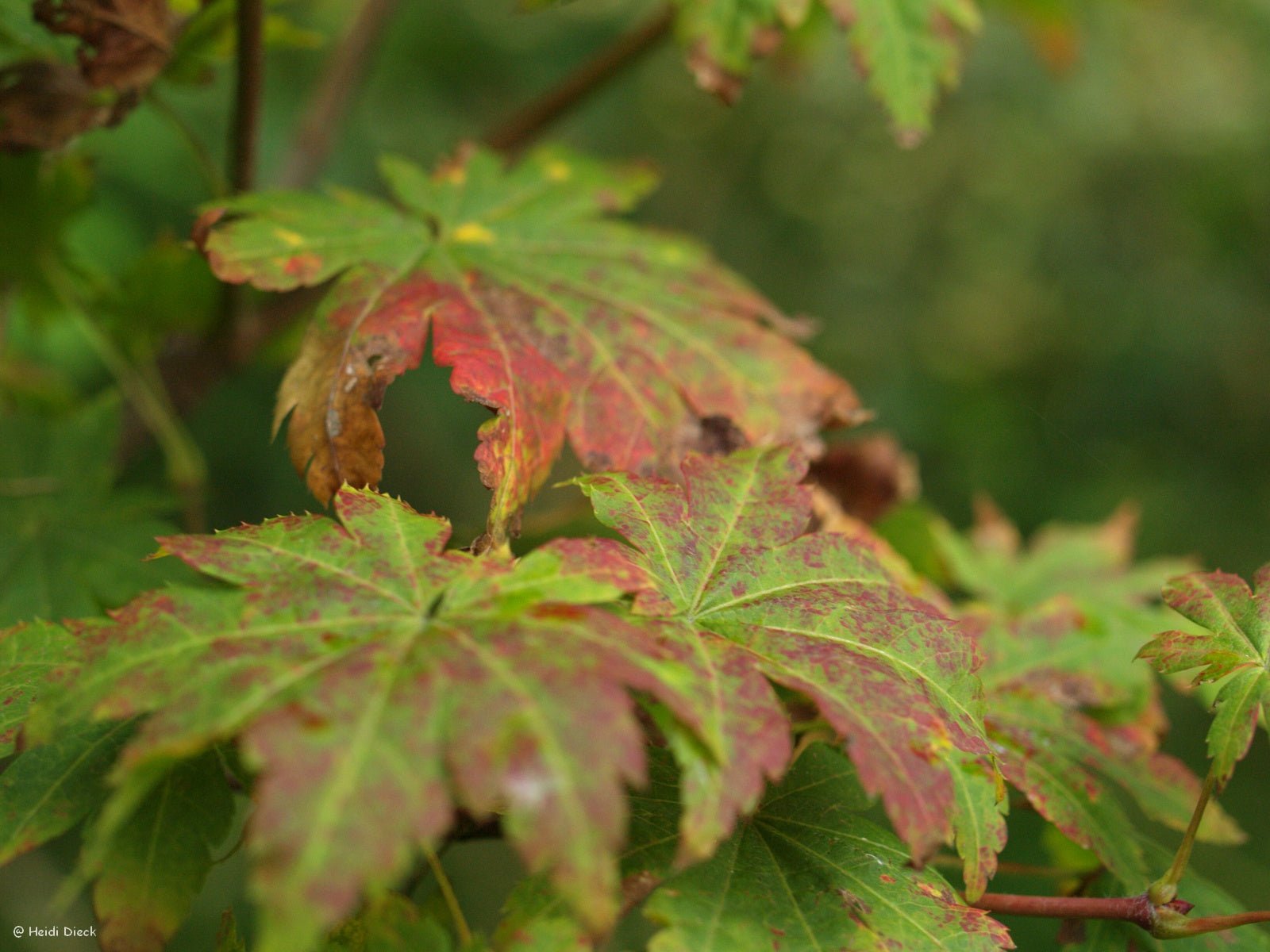 Acer pseudosieboldianum - Herrenkamper Gärten - Pflanzenraritäten