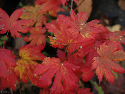 Acer pseudosieboldianum ssp takesimense - Herrenkamper Gärten - Pflanzenraritäten