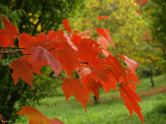 Acer rubrum - Herrenkamper Gärten - Pflanzenraritäten