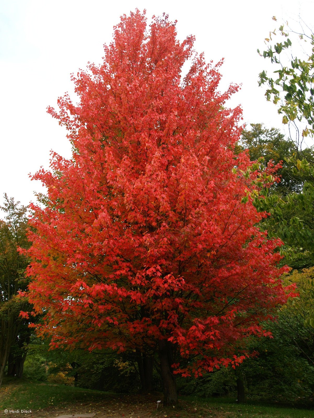 Acer rubrum - Herrenkamper Gärten - Pflanzenraritäten