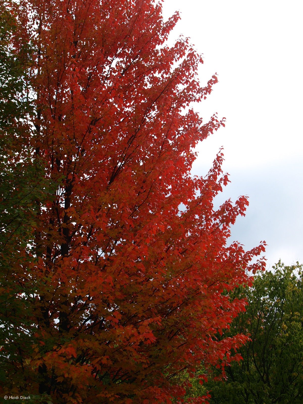 Acer rubrum - Herrenkamper Gärten - Pflanzenraritäten
