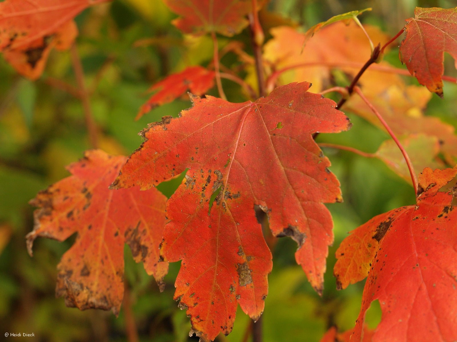 Acer rubrum - Herrenkamper Gärten - Pflanzenraritäten