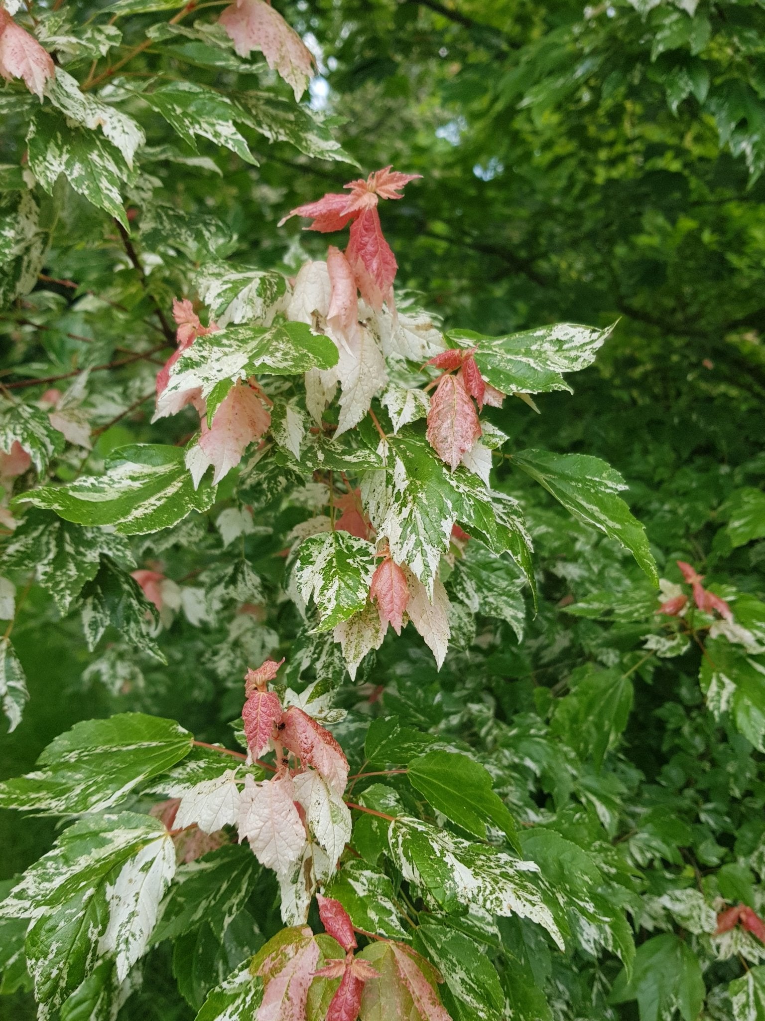Acer rubrum 'Candy Ice' - Herrenkamper Gärten - Pflanzenraritäten