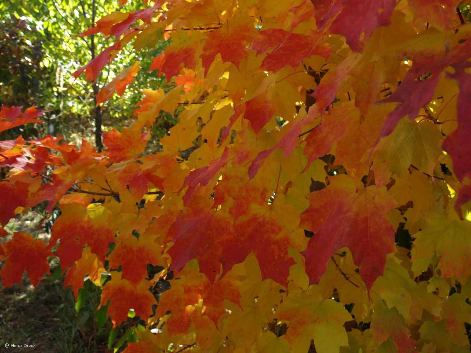 Acer saccharum - Herrenkamper Gärten - Pflanzenraritäten