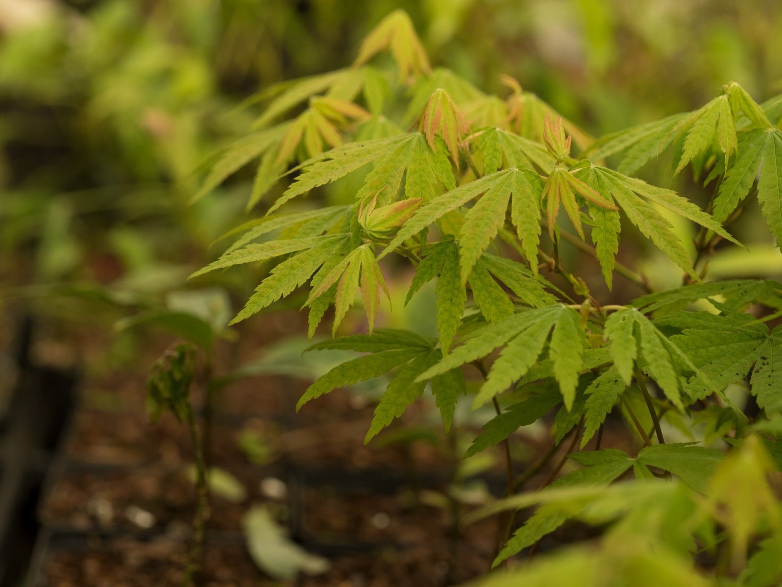 Acer sieboldianum - Herrenkamper Gärten - Pflanzenraritäten
