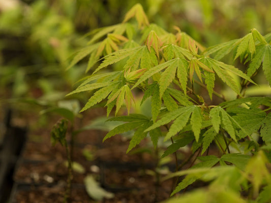 Acer sieboldianum - Herrenkamper Gärten - Pflanzenraritäten