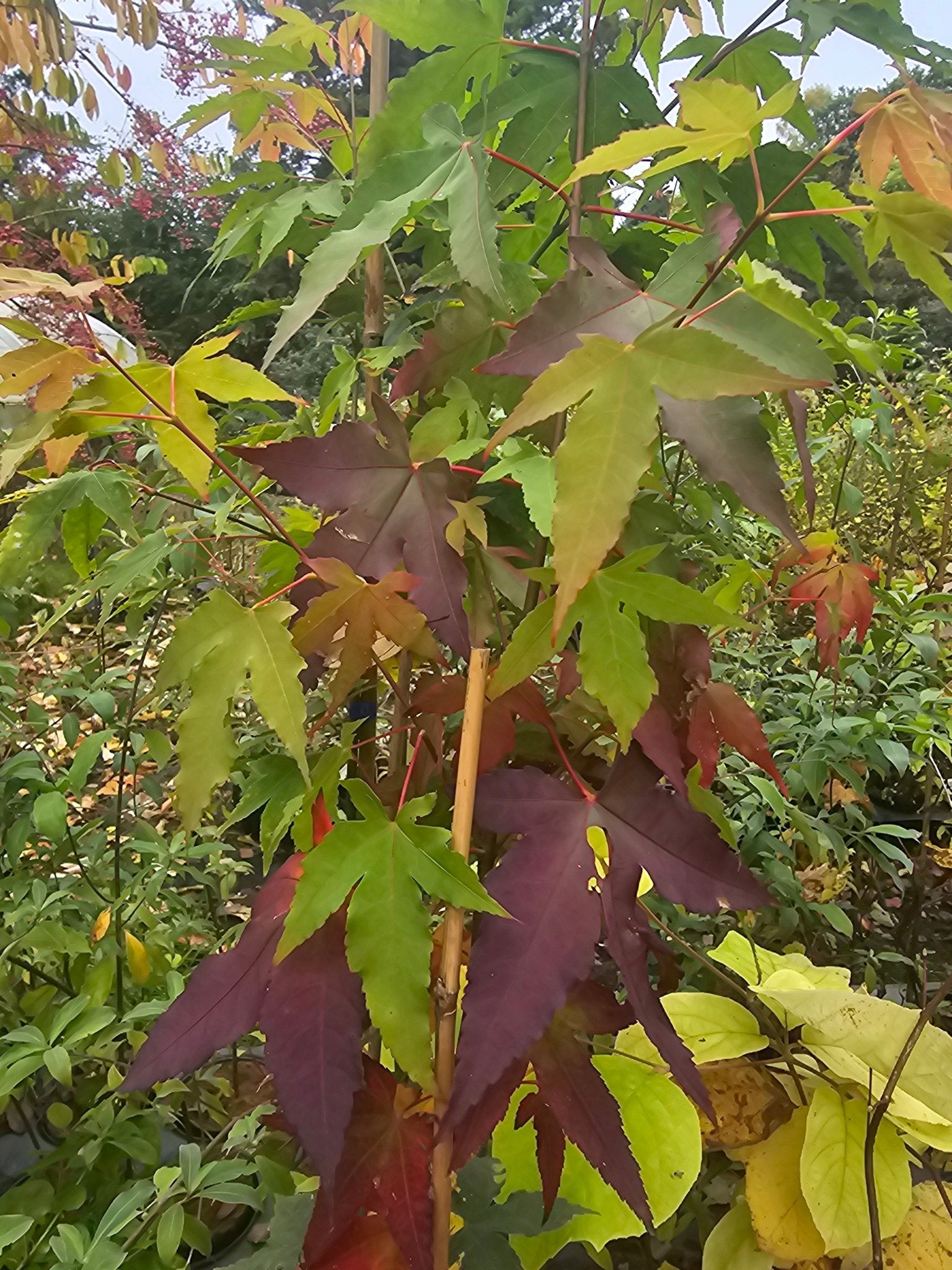 Acer sinense - Herrenkamper Gärten - Pflanzenraritäten